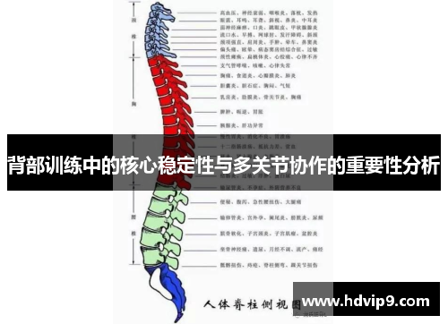 背部训练中的核心稳定性与多关节协作的重要性分析