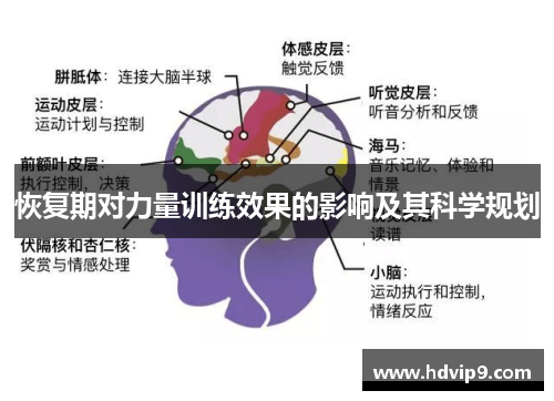 恢复期对力量训练效果的影响及其科学规划